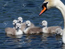 Attēlu rezultāti vaicājumam “Cygnus olor juvenile”