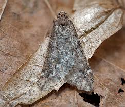 Attēlu rezultāti vaicājumam “Alsophila aescularia”