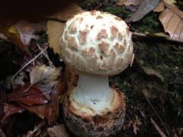 Attēlu rezultāti vaicājumam “Amanita citrina”