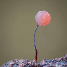 Attēlu rezultāti vaicājumam “Comatricha fragilis spores”