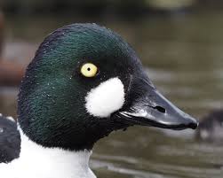 Attēlu rezultāti vaicājumam “Bucephala clangula”