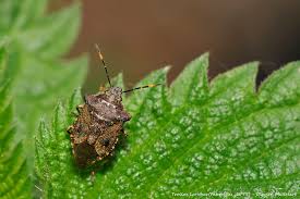 Attēlu rezultāti vaicājumam “Tritomegas bicolor imago”