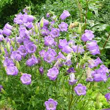 Image result for Marienglockenblumen