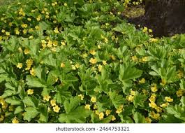 Attēlu rezultāti vaicājumam “Waldsteinia geoides flower”