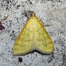 Attēlu rezultāti vaicājumam “Mecyna flavalis”