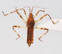 Attēlu rezultāti vaicājumam “Gerridae”