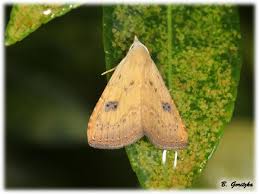 Attēlu rezultāti vaicājumam “Rivula sericealis”