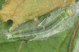 Attēlu rezultāti vaicājumam “Pandemis cinnamomeana”