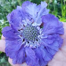 Image result for scabiosa caucasica