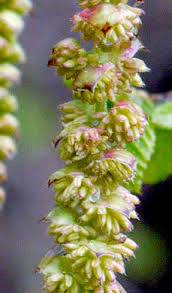 Attēlu rezultāti vaicājumam “Carpinus caroliniana male flower”