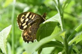 Attēlu rezultāti vaicājumam “Lasiommata megera female”