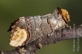 Attēlu rezultāti vaicājumam “Phalera bucephala imago”