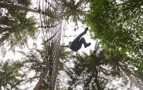 Image result for Go Ape! Thetford