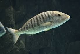 Image result for Lithognathus mormyrus