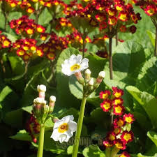 Attēlu rezultāti vaicājumam “Primula veris var. rubra flower”