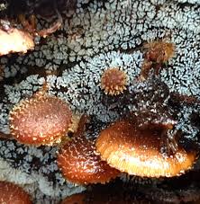 Attēlu rezultāti vaicājumam “Enerthenema papillatum stalked”