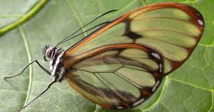 Attēlu rezultāti vaicājumam “Depressaria olerella imago”