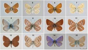 Attēlu rezultāti vaicājumam “Agrodiaetus amandus”