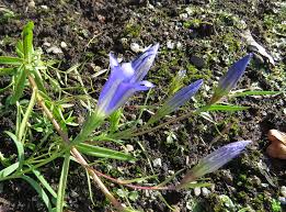 Attēlu rezultāti vaicājumam “Gentiana pneumonanthe flower”