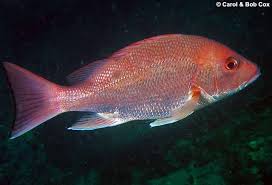 Image result for Lutjanus analis