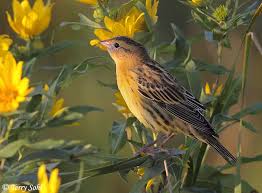 Image result for Dolichonyx oryzivorus