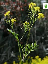 Attēlu rezultāti vaicājumam “Rorippa sylvestris leaf”