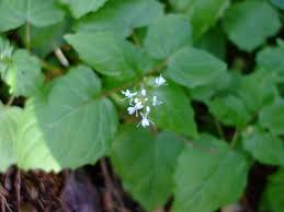 Attēlu rezultāti vaicājumam “Circaea alpina leaf”