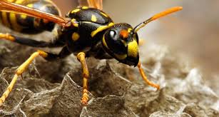 Image result for East Kilbride Wasps