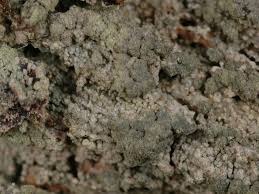 Attēlu rezultāti vaicājumam “Trapeliopsis flexuosa”