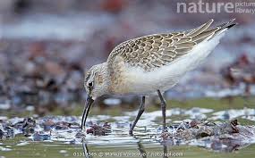 Attēlu rezultāti vaicājumam “Calidris ferruginea”