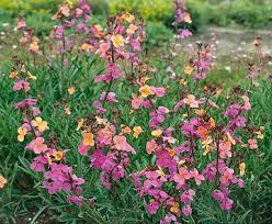 Image result for Begonia cucullata var. Hookeri