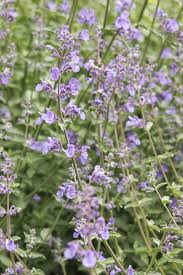 Attēlu rezultāti vaicājumam “Nepeta x faassenii leaf”