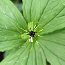 Attēlu rezultāti vaicājumam “Paris quadrifolia bud”