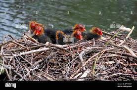 Attēlu rezultāti vaicājumam “Fulica atra nest”