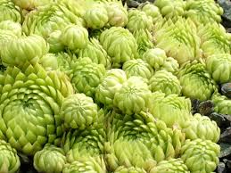 Attēlu rezultāti vaicājumam “Jovibarba globifera”