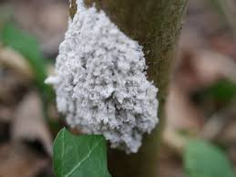 Attēlu rezultāti vaicājumam “Oligonema favogineum young”