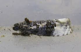 Attēlu rezultāti vaicājumam “Apotomis betuletana”