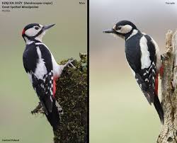 Attēlu rezultāti vaicājumam “Dendrocopos major female”
