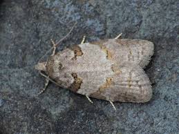 Attēlu rezultāti vaicājumam “Eana incanana”