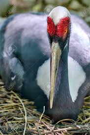 Attēlu rezultāti vaicājumam “Grus grus eggs”