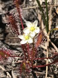 Attēlu rezultāti vaicājumam “Drosera anglica flower”