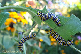 Image result for monarch caterpillar