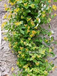 Attēlu rezultāti vaicājumam “Lonicera caprifolium”