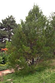 Attēlu rezultāti vaicājumam “Pinus”