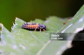 Attēlu rezultāti vaicājumam “Psyllobora vigintiduopunctata larva”