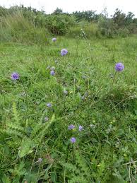 Image result for Succisa pratensis