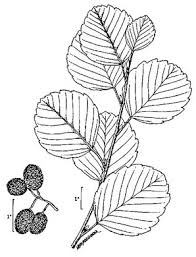 Attēlu rezultāti vaicājumam “Alnus glutinosa leaf”