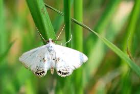 Attēlu rezultāti vaicājumam “Cataclysta lemnata”