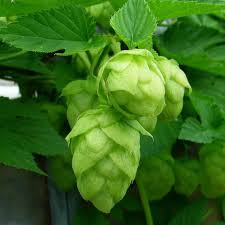 Attēlu rezultāti vaicājumam “Humulus lupulus fruit”