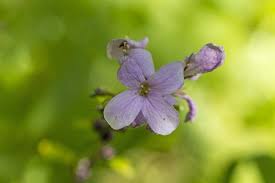 Attēlu rezultāti vaicājumam “Cardamine bulbifera”
